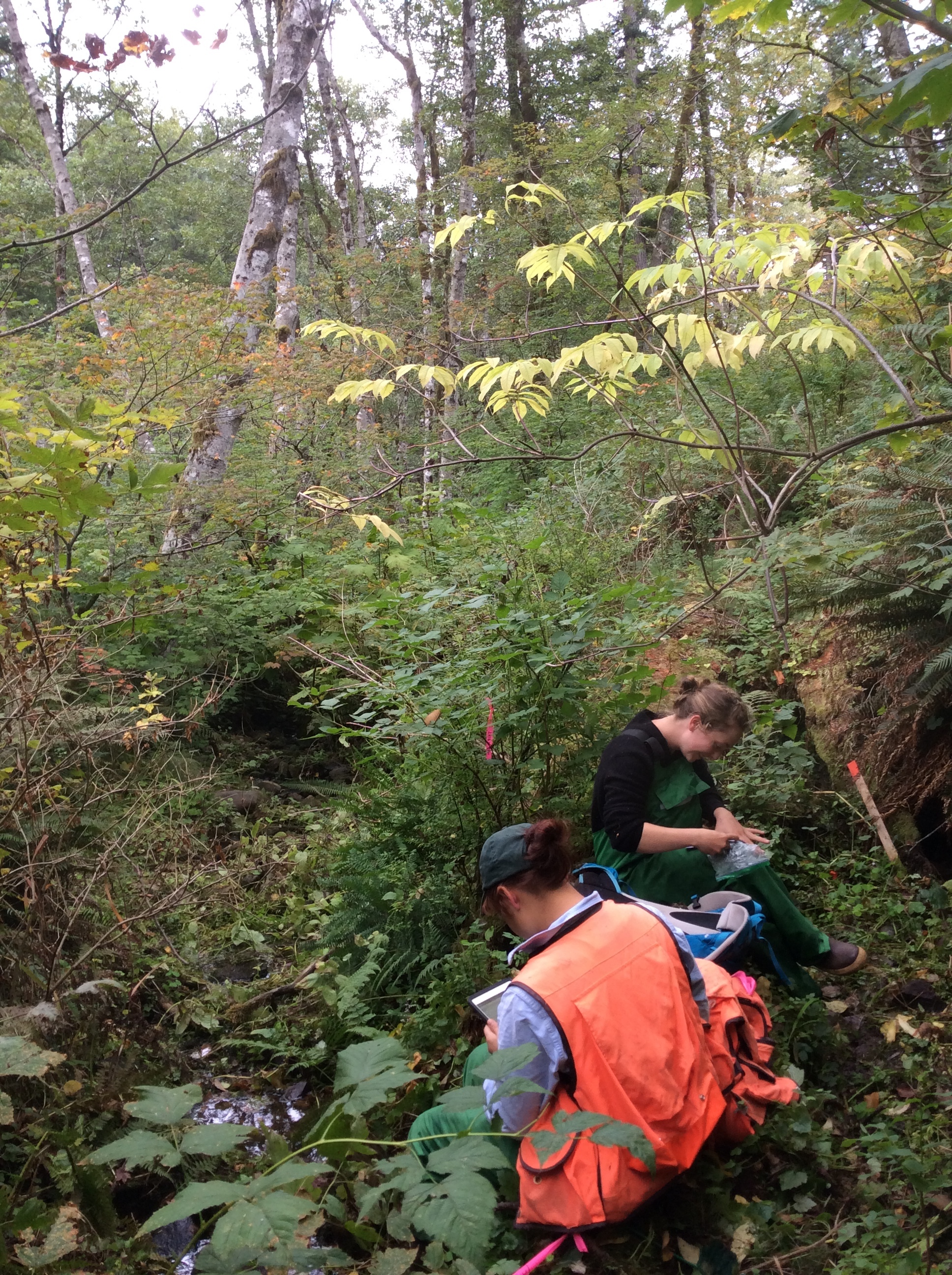Two staff members sitting in a forest next to a small stream taking notes.